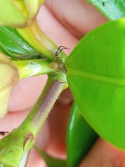Misumenops