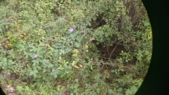 Ipomoea indica