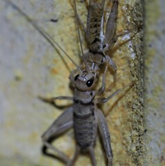Gryllodes sigillatus