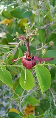 Passiflora cupraea