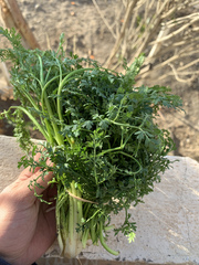 Dichoropetalum aromaticum