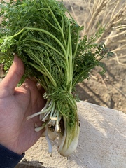 Dichoropetalum aromaticum