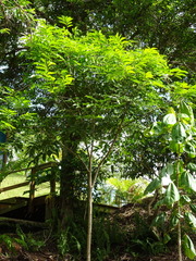 Elattostachys apetala