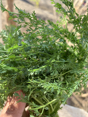 Dichoropetalum aromaticum