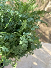 Dichoropetalum aromaticum