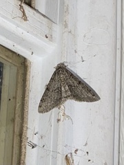 Phigalia strigataria