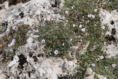 Erodium saxatile