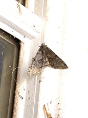 Phigalia strigataria