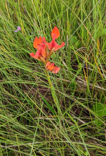 Disa erubescens image