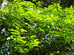 Elattostachys apetala