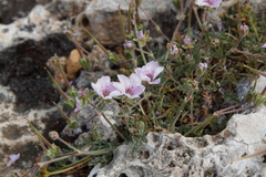 Erodium saxatile