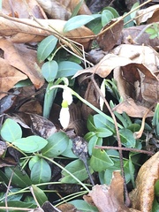 Galanthus