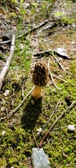 Morchella esculenta
