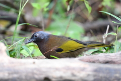 Trochalopteron peninsulae