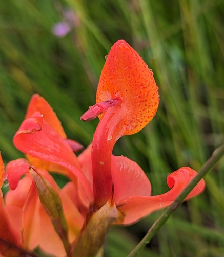 Disa erubescens image