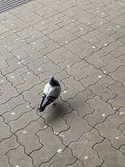 Columba livia domestica