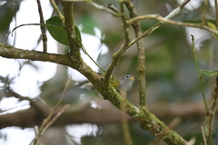 Phylloscopus castaniceps