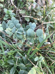 Coronilla vaginalis