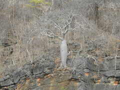 Ceiba speciosa