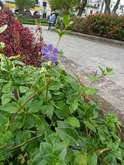 Vinca major