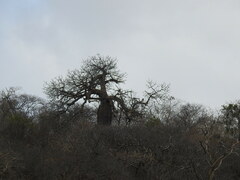 Ceiba speciosa