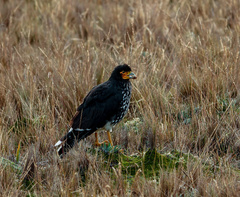 Daptrius carunculatus