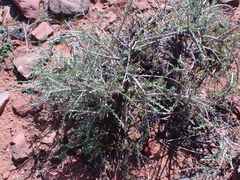 Pentzia incana