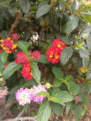 Lantana camara