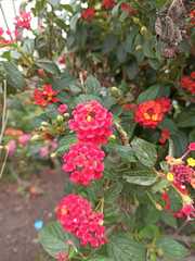 Lantana camara