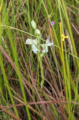 Habenaria