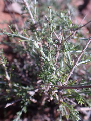 Pentzia incana