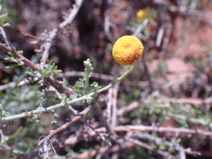 Pentzia incana
