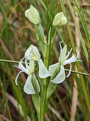 Habenaria