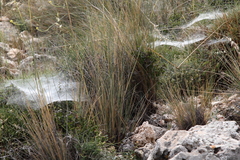 Stipa
