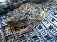 Vandijkophrynus angusticeps