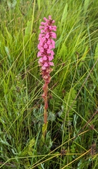 Satyrium crassicaule