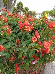 Lantana camara