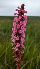 Satyrium crassicaule