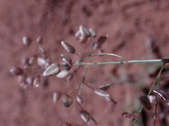 Eragrostis obtusa