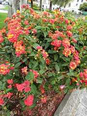 Lantana camara