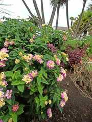 Lantana