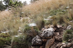 Stipa