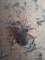 Elasmopoda