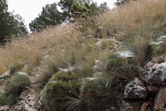 Stipa