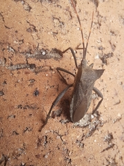 Elasmopoda