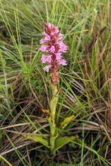 Satyrium crassicaule