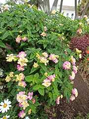 Lantana