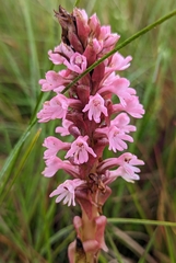 Satyrium crassicaule