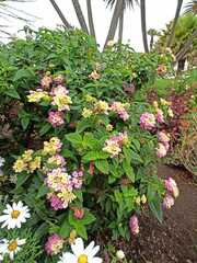 Lantana