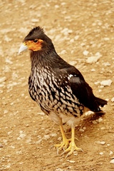 Daptrius carunculatus